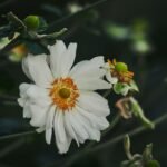 Is aromatherapy for relaxation truly science-backed, or just a calming myth?