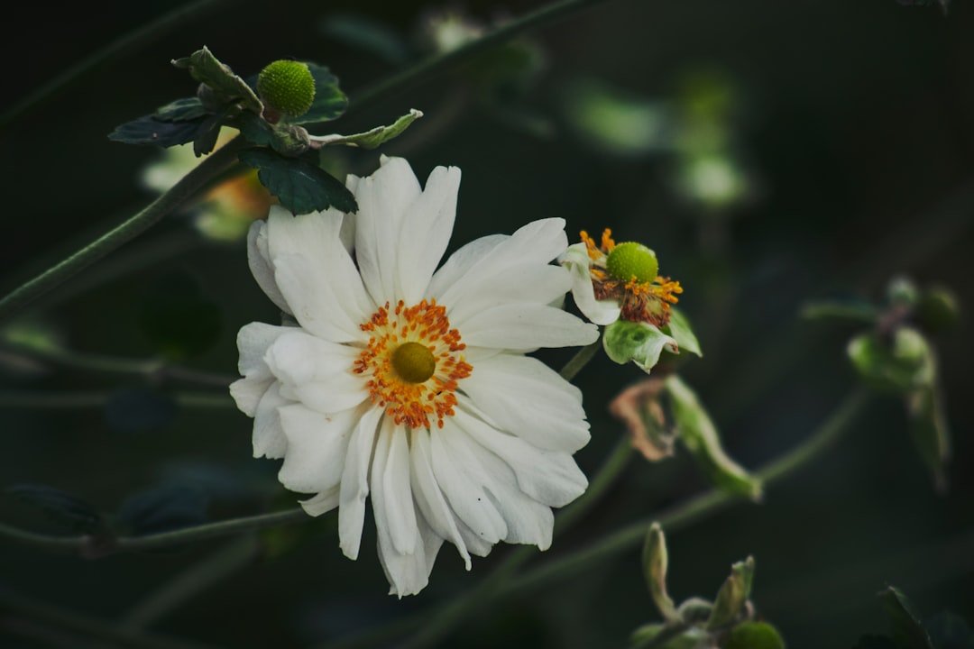 Is aromatherapy for relaxation truly science-backed, or just a calming myth?