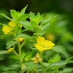 Can Your Go-To DIY Cold Remedies Actually Make You Sicker?